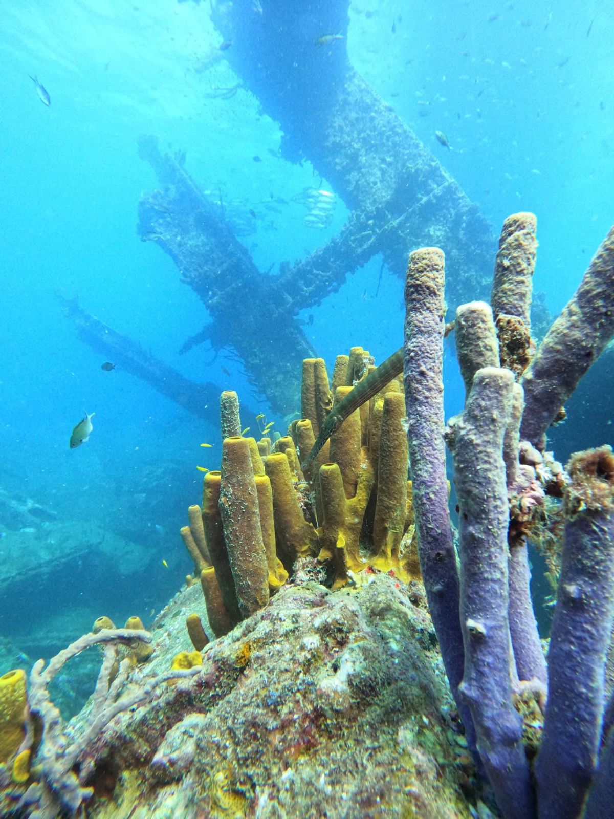 VIP Boat Dive